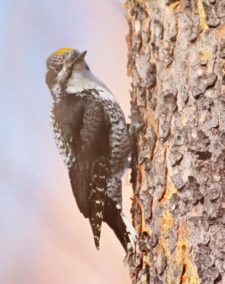 Three-toed Woodpecker, male DPP_10030581 copy.jpg