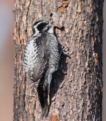 Three-toed Woodpecker, female DPP_10030584 copy.jpg
