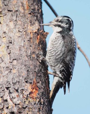 Three-toed Woodpecker, female DPP_10030585 copy.jpg