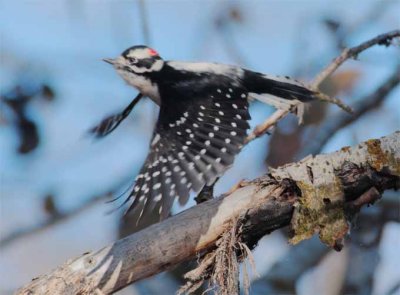Downy Woodpecker, male, Yakima DPP_1042848.jpg