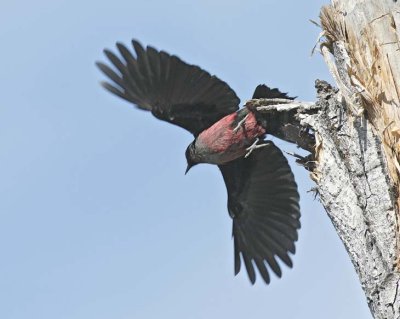 Lewis's Woodpecker, DPP_16016663 copy.jpg