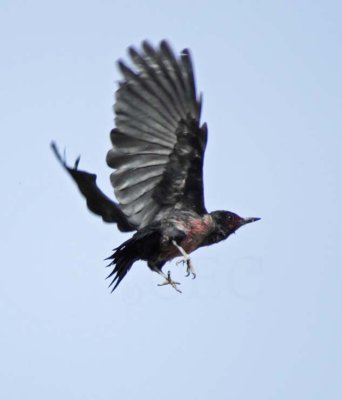 Lewis's Woodpecker, juvenile DPP_1606470 copy.jpg