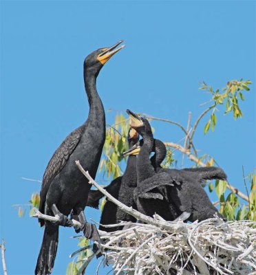 Double Crested Cormorants, Parent with chicks in nest DPP_1034135 copy.jpg