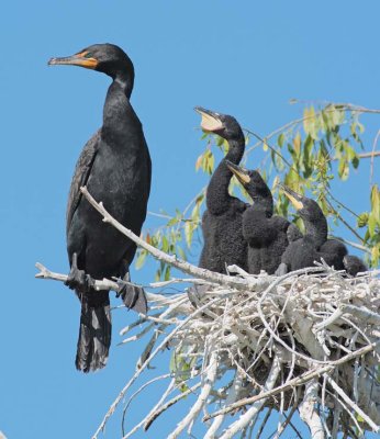 Double Crested Cormorants, Parent with chicks in nest DPP_1034136 copy.jpg