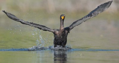 Double Crested Cormorant, Working to get airborne  DPP_1034138 copy.jpg