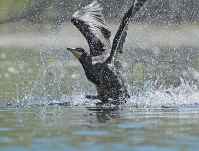 Double Crested Cormorant, Working to get airborne  DPP_1034140 copy.jpg