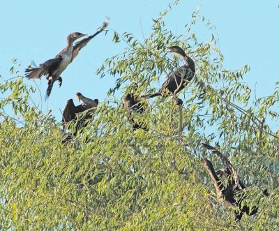 Double Crested Cormorants, DPP_1038965 copy.jpg