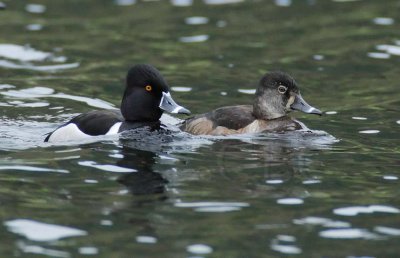 Ring-necked Duck, male and female DPP_10027550 copy.jpg
