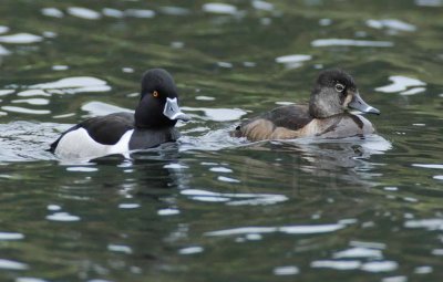 Ring-necked Duck, male and female DPP_10027551 copy.jpg
