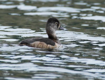 Ring-necked Duck, female DPP_10027552 copy.jpg