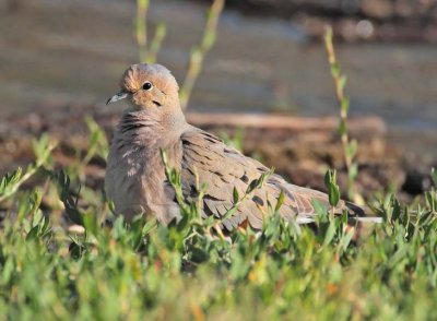 Mourning Dove DPP_1033275 copy.jpg