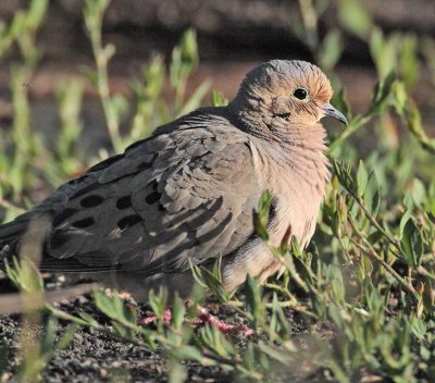 Mourning Dove DPP_1033277 copy.jpg