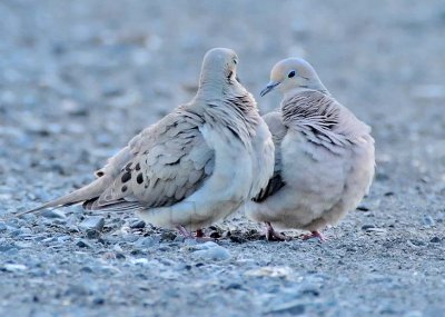 Mourning Doves DPP_1033281 copy.jpg