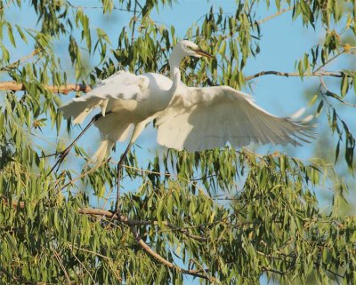 Egret with red eyes DPP_1034914.jpg
