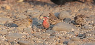 House Finch, males, females, Yakima arboretum audubon sparrow patch DPP_1042537 copy.jpg