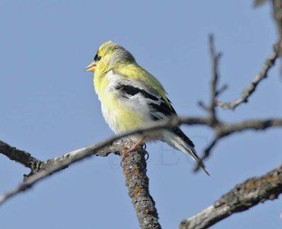 Goldfinch, male, breeding plumage DPP_16017708 copy.jpg
