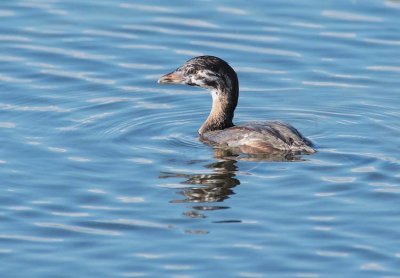 Young Pie-billed Grebe with full stomach copy.jpg
