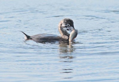 Young Pie-billed Grebe with fish DPP_10037388 copy.jpg