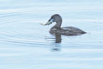 Pie-billed Grebe with fish DPP_10037389 copy.jpg