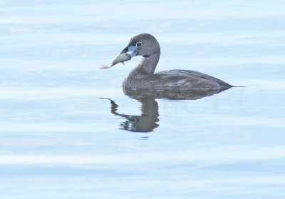 Pie-billed Grebe with fish DPP_10037390 copy.jpg