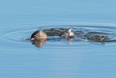 Sinking Pie-billed Grebe 2/2 DPP_1026050 copy.jpg