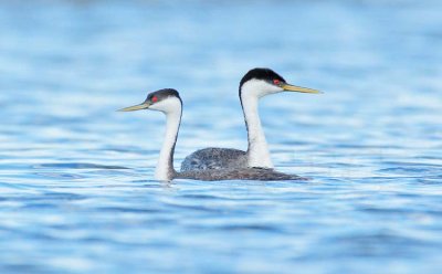Western Grebes DPP_1032969 copy.jpg