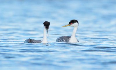 Western Grebes DPP_1032970 copy.jpg