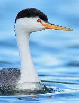 Clark's Grebe DPP_1033007 crop.jpg