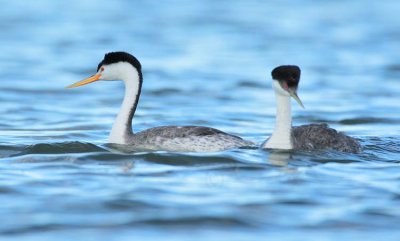 Clark's Grebe paired with Western Grebe DPP_1033009 copy.jpg