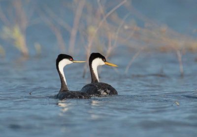 Western Grebes DPP_1033010 copy.jpg