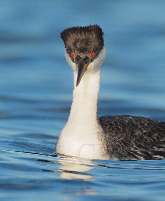 Western Grebe DPP_1033011 2 copy.jpg