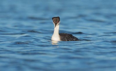 Western Grebe DPP_1033011 copy.jpg