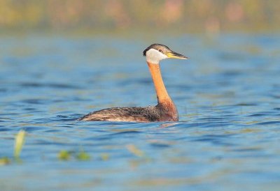 Red-necked Grebe, breeding plumage DPP_1033957 copy.jpg