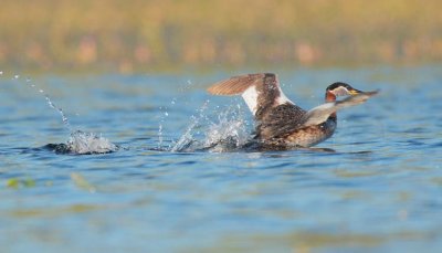 Red-necked Grebe, runs 50 meters to get away from canoe, but they rarely fly 1/2 DPP_1033958 copy.jpg
