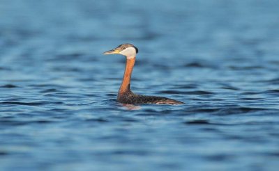 Red-necked Grebe, breeding plumage DPP_1033970 copy.jpg