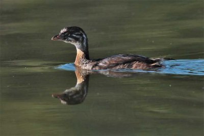 Young Pie-billed Grebe DPP_1038929.jpg