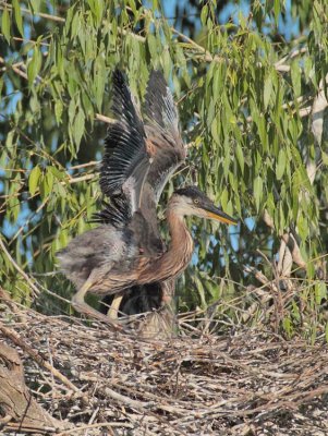 Young Great-Blue Heron DPP_1035052 copy.jpg