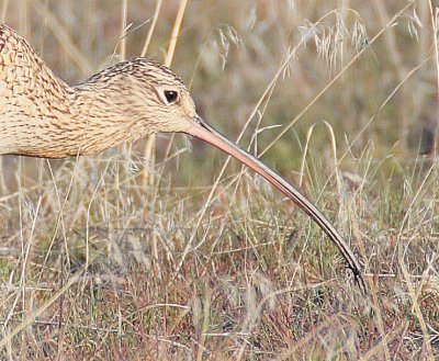 Long-billed Curlew, with insect (house fly?) DPP_10026507 2 copy.jpg