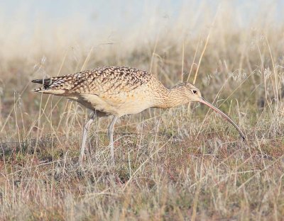 Long-billed Curlew, with insect  DPP_10026507 copy.jpg