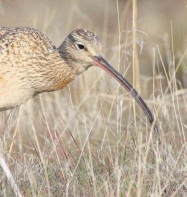 Long-billed Curlew, with insect DPP_10026619 2 copy.jpg