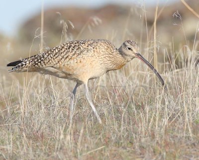 Long-billed Curlew, with insect DPP_10026619 copy.jpg
