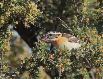Black-headed Grosbeak, female DPP_10034681 copy.jpg