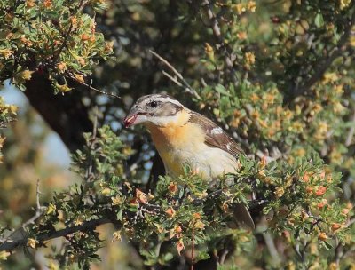 Black-headed Grosbeak, female DPP_10034682 copy.jpg