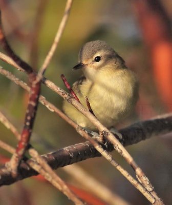 Warbling Vireo,DPP_10040135 copy.jpg