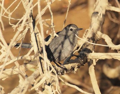 Gray Catbird DPP_10040157 copy.jpg