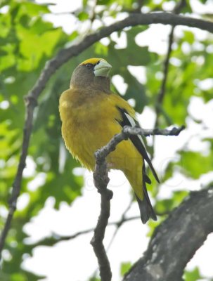 Evening Grosbeak, male DPP_16017519 copy.jpg