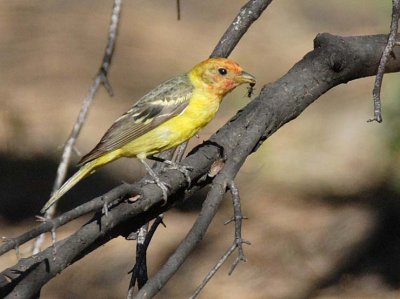 Western Tanager, with ant,  Little Naches  DPP_16017993 copy.jpg