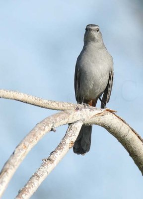 Gray Catbird DPP_16027453 copy.jpg