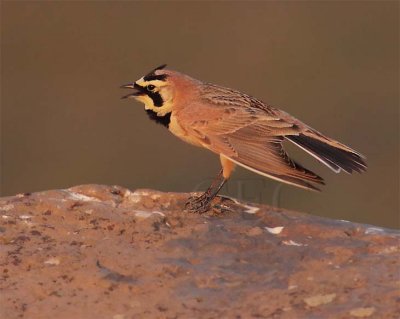 Horned Lark, at sunset DPP_10026425 copy.jpg