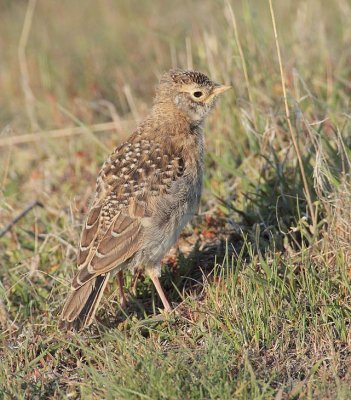 Young Horned Lark (looks similar to skylark) DPP_10026429 copy.jpg